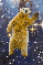 BearInSpace